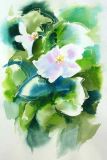 Werner Maier Malerei Blumenaquarell